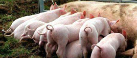 养殖技术学习—母猪发情周期